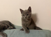 Beautiful Scottish Fold girls