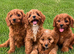 Cavapoo puppies for sale