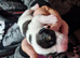 Staffordshire Bull Terrier Puppies