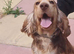 Beautiful cocker spaniel