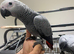 Male Baby Tame HandReared African Grey Parrot