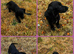 KC registered cocker spaniel girl