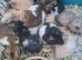 SYRIAN HAMSTERS MALE/FEMALE