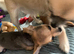 Chihuahua bitch  puppy