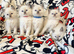 Ragdoll kittens ready 22nd sep