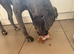 2 year old merle female cane corso