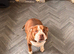 Urgent home needed