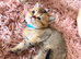 Golden Chinchilla Scottish Fold Kittens &ndash; Teddy Bear Faces