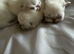 Colourpoint Exotic Shorthair Kittens