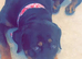 2 year old female Rottweiler
