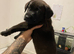 Chocolate Brindle Female Puppy Ready For Her Forever Home!!
