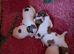 Jack Russell Puppies
