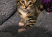 2 Gorgeous Kittens