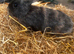 Baby rabbits ready to go