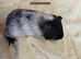 Female and male guinea pigs