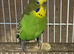 Young Budgies