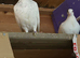 Pigeon for sale
