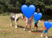 Gypsy cob rising 2