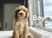 Beatrice lovely apricot girls and boys available