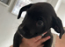 Staffie mix breed for sale