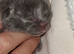 Russian blue babies