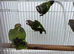 Brown headed parrot pairs