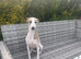 Gorgeous Female Whippet