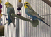 1 yr old Budgies