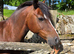 Registered welsh sec c mare in foal