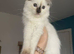 Female ragdoll tica and gccf un neutered