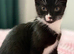 Beautiful kitten 5 months