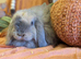 Mini lop cashmere