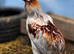 Rumpless Araucana Trio