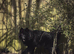 Proven - Black German Shepherd Dog - At Stud