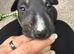 English bull terrier