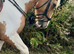 14.2 coloured cob mare super allrounder 6 yrs old