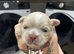 Shih Tzu Puppies Looking for Their Forever Homes!