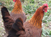 Chicken Hatching Eggs Lucky Dip x6