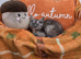 Pedigree maine coon kittens