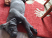 Reduced! Ready To Leave Champion Bloodline Cane Corso Puppies £1,500