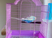 Male opaline budgie