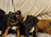Lovely jack Russell puppies