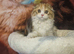 Scottish fold girl