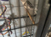 Beautiful cockatiels