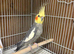 Pair cockatiel