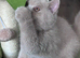 Three beautiful British shorthairs-boys