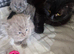 British short haired cross kittens for sale