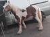 2 year old gelding