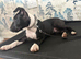 English Bull Terrier Male Pup