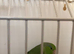 Bonded pair of parrotlets